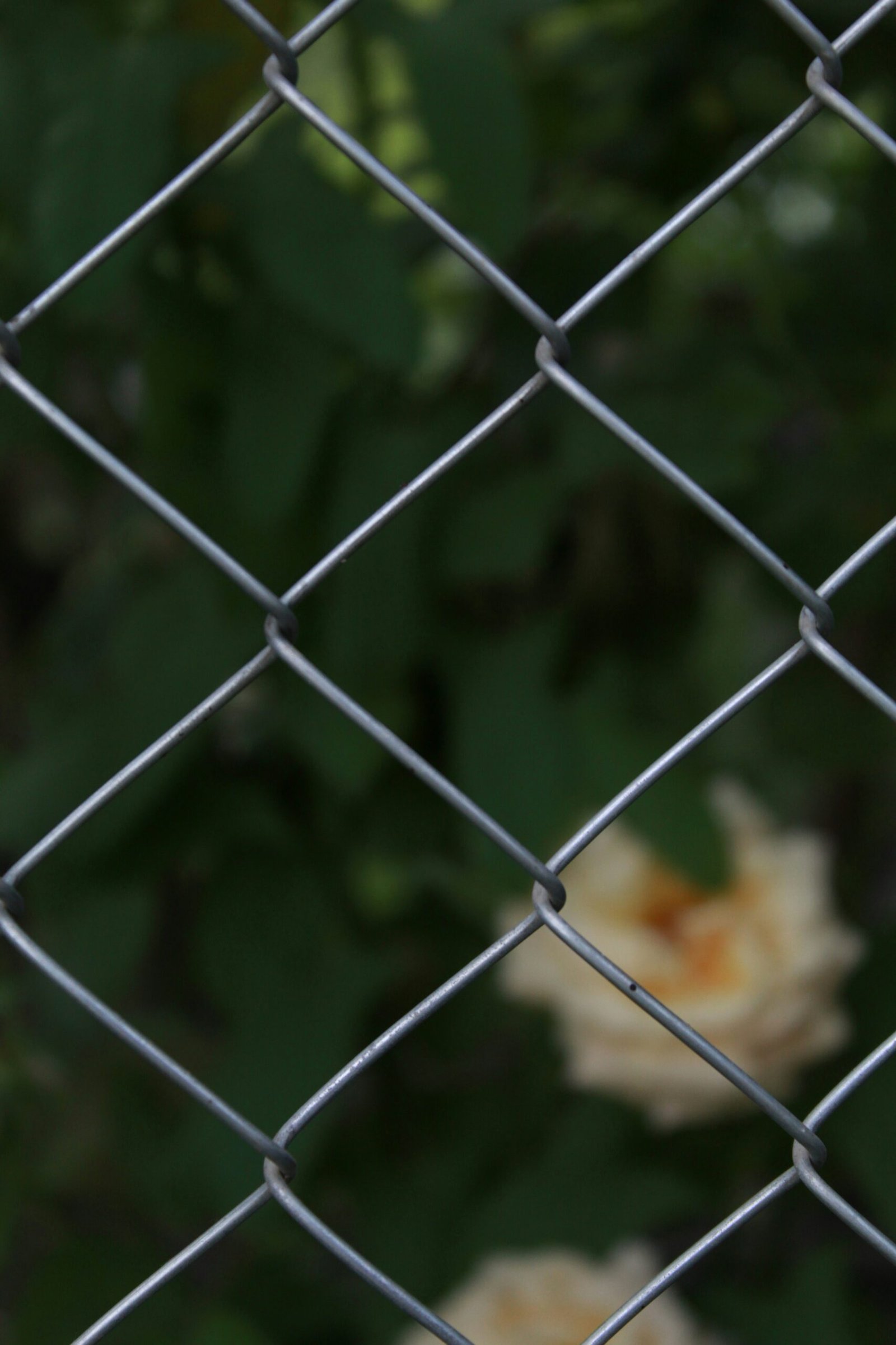 a close up of a chain link fence with flowers in the background